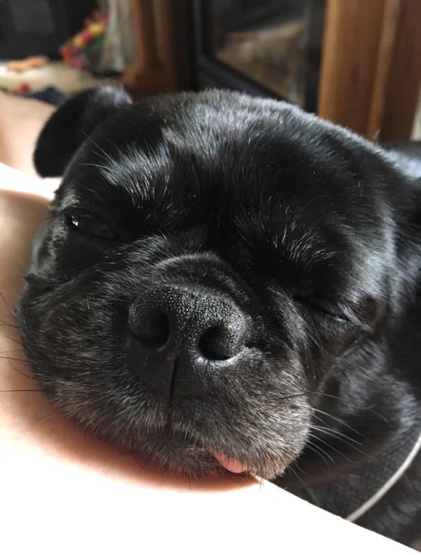 /images/uploads/griffin pond animal shelter/loveyourpet2018/entries/6598thumb.jpg